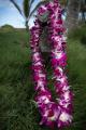  Hawaiian Lei Greetings